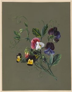 Guisantes de olor (Quitro) y violas, 1830